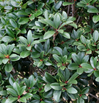 Cleyera japonica made by here at Twin Oaks Nursery & Supply