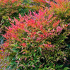 Gulf Stream Nandina made by here at Twin Oaks Nursery & Supply