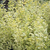 Jackfrost Ligustrum made by here at Twin Oaks Nursery & Supply