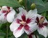 Little Kim Althea (Rose of Sharon)