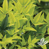 Lemon Lime Nandina made by here at Twin Oaks Nursery & Supply