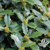 Oakland Holly - Full Form made by here at Twin Oaks Nursery & Supply