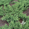 Parsoni Juniper made by here at Twin Oaks Nursery & Supply