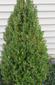 Green Mountain Boxwood made by here at Twin Oaks Nursery & Supply