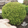 Golden Dream Boxwood