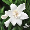 Frost Proof Gardenia made by here at Twin Oaks Nursery & Supply