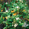 Green Pittosporum made by here at Twin Oaks Nursery & Supply