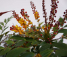 Groovy Glow Mahonia made by here at Twin Oaks Nursery & Supply