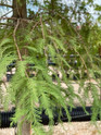 Standard Bald Cypress