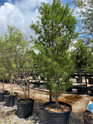 Standard Bald Cypress