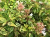 Francis Mason Abelia made by here at Twin Oaks Nursery & Supply