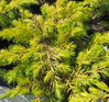 Golden Pacific Juniper made by here at Twin Oaks Nursery & Supply
