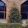 Nellie R. Stevens Holly Full Form made by here at Twin Oaks Nursery & Supply