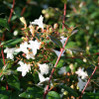 Rose Creek Abelia