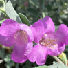 Silver Dream Texas Sage made by here at Twin Oaks Nursery & Supply