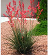 Red Yucca, a flowering desert plant with tall, slender stems and bright red tubular flowers blooming at the top.