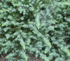 Silver Mist Juniper is here at  Twin Oaks Nursery & Supply in Denison & Sherman Tx