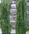 Sky Pencil Holly made by here at Twin Oaks Nursery & Supply