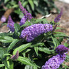 Pugster Butterfly Bush (Buddleia)
