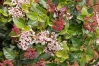 Shades of Pink Viburnum made by here at Twin Oaks Nursery & Supply