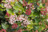 Shades of Pink Viburnum
