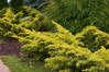 Saybrook Gold Juniper