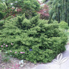 Pringles Dwarf Podocarpus Yew