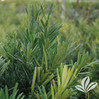 Shrubby Podocarpus Yew made by here at Twin Oaks Nursery & Supply