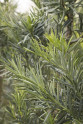 Shrubby Podocarpus Yew