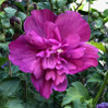 Raspberry Smoothie Althea (Rose of Sharon), vibrant pink hibiscus flower blooming with rich green leaves background.