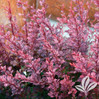 Rosy Glow Barberry is here at  Twin Oaks Nursery & Supply in Denison & Sherman Tx