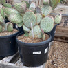Prickly Pear Cactus made by here at Twin Oaks Nursery & Supply