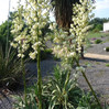 Yucca rigida 'Blue Sentry'