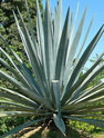 Weber Blue Agave made by here at Twin Oaks Nursery & Supply