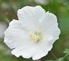 White Angel Althea (Rose of Sharon)