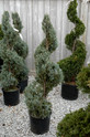 Spiral Blue Point Juniper