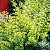 Sunshine Ligustrum made by here at Twin Oaks Nursery & Supply