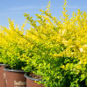 Sunshine Ligustrum