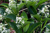 Sweet Viburnum made by here at Twin Oaks Nursery & Supply