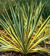 Yucca filamentosa 'Bright Edge' is here at  Twin Oaks Nursery & Supply in Denison & Sherman Tx