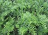 Spreading Japanese Plum Yew is here at  Twin Oaks Nursery & Supply in Denison & Sherman Tx
