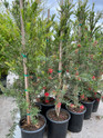 Slim Bottlebrush made by here at Twin Oaks Nursery & Supply