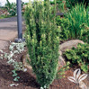 Upright Japanese Plum Yew made by here at Twin Oaks Nursery & Supply