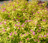 Spirea 'Goldmound' made by here at Twin Oaks Nursery & Supply