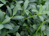 Soft Touch Holly made by here at Twin Oaks Nursery & Supply