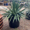 Soft Leaf Yucca is here at  Twin Oaks Nursery & Supply in Denison & Sherman Tx
