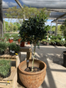 Waxleaf Ligustrum