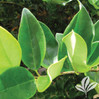 Waxleaf Ligustrum
