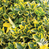 Golden Euonymus made by here at Twin Oaks Nursery & Supply