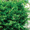 Manhattan Euonymus made by here at Twin Oaks Nursery & Supply